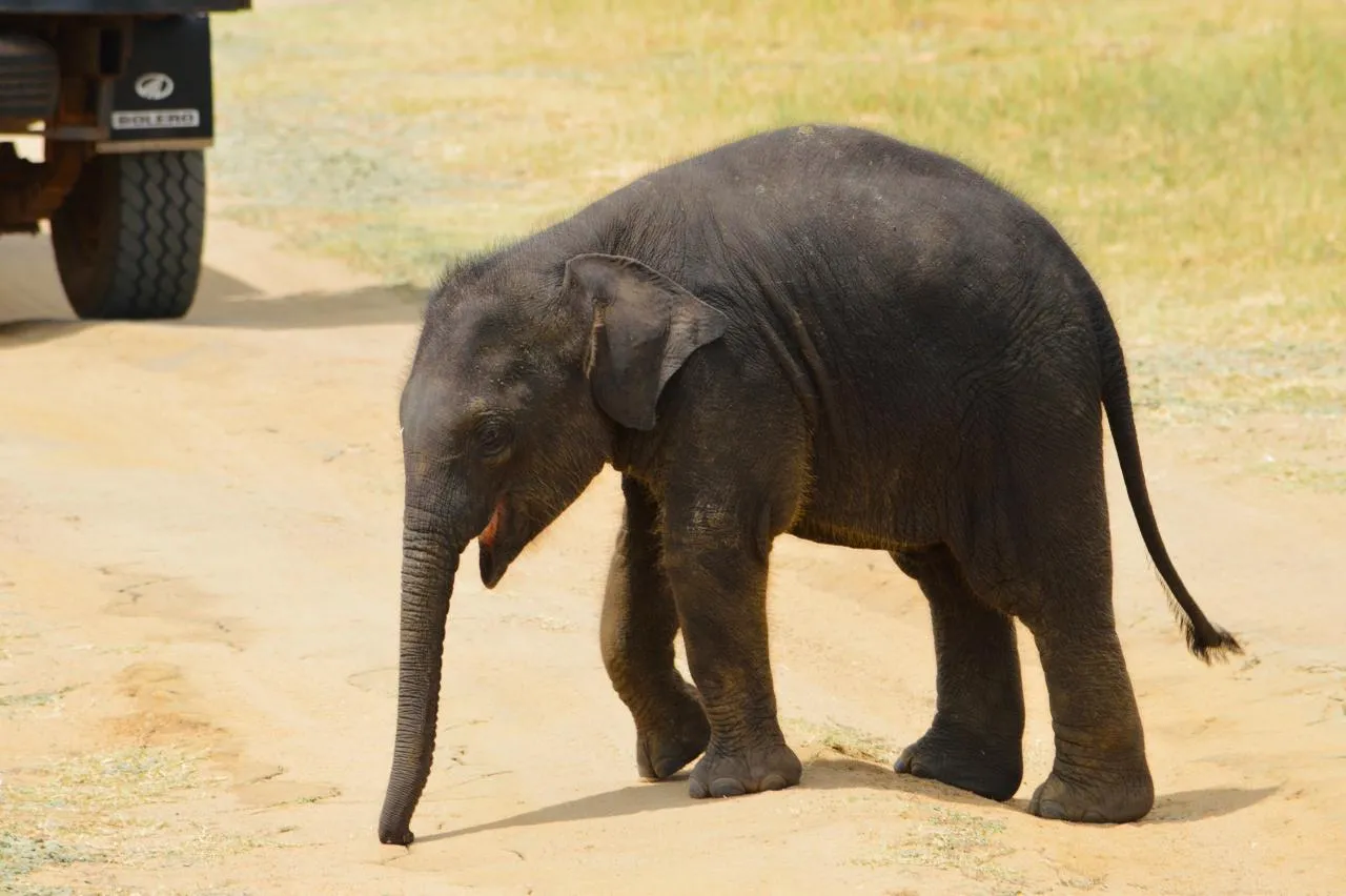 A baby elephant crossing a sandy park track beside a safari jeep