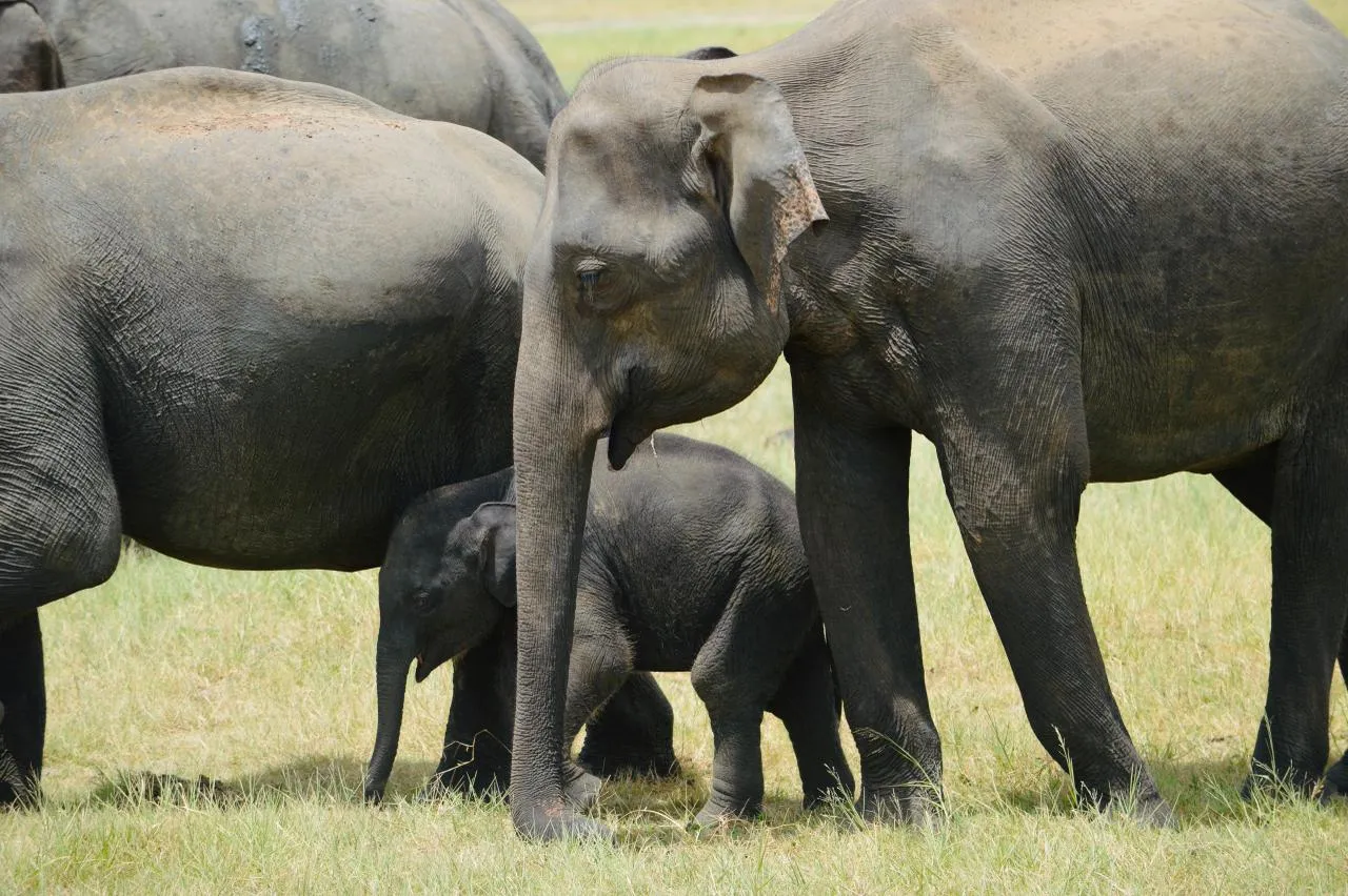Two calves sheltering among the legs of the adults in a wild elephant herd