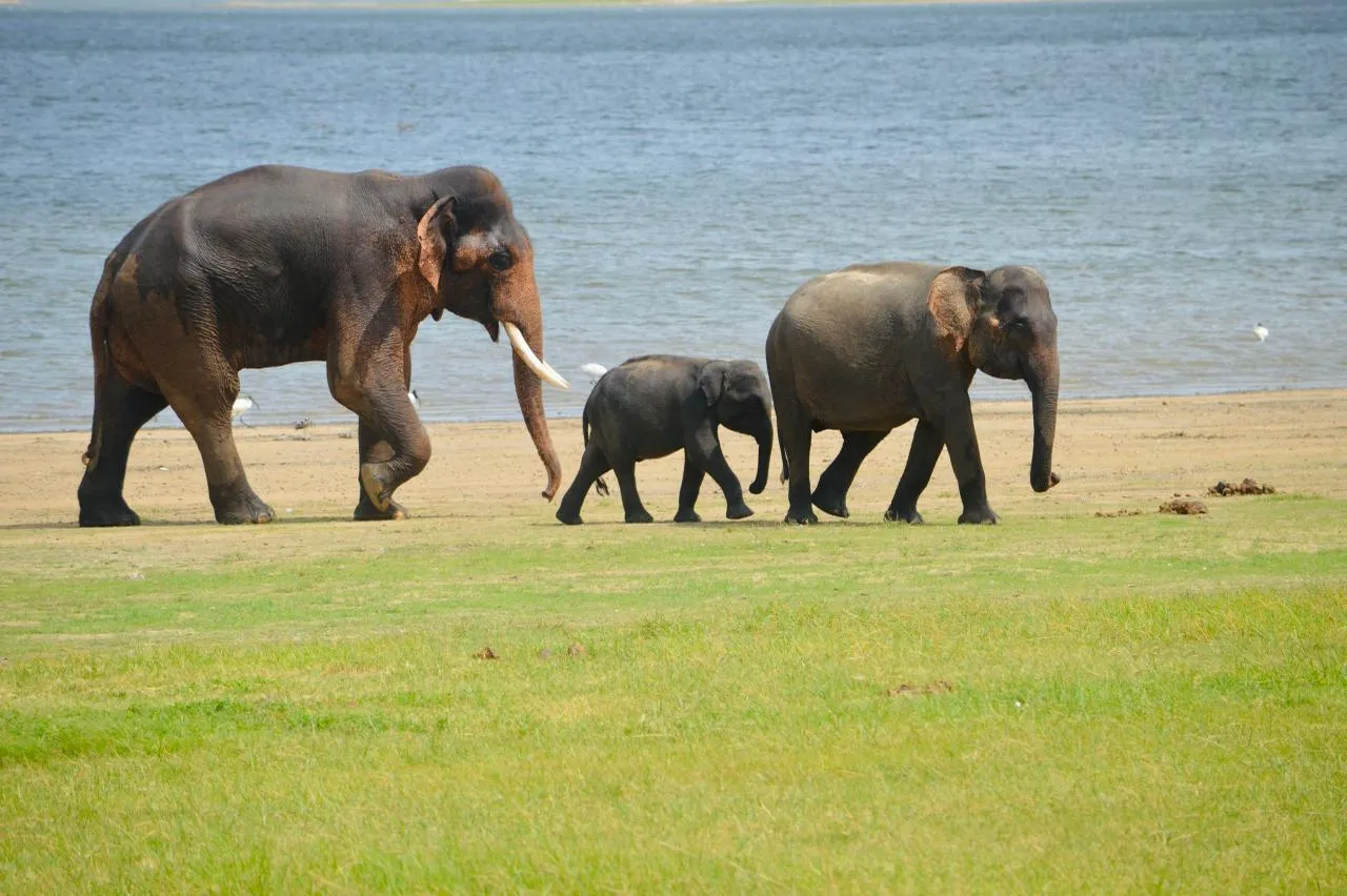 A tusker, a calf and an adult elephant walking along the shore of a reservoir