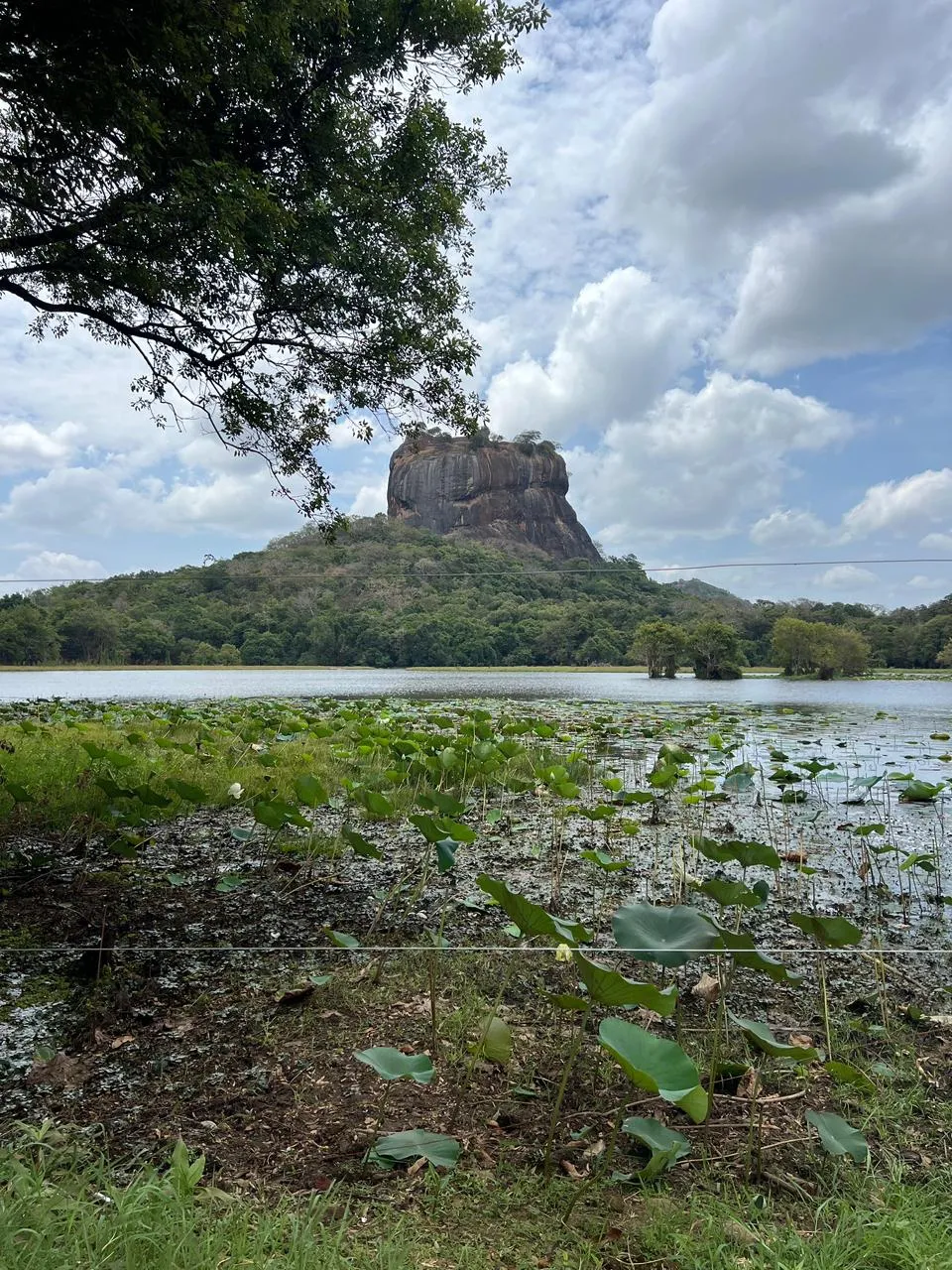 Sigiriya rock fortress rising above the jungle, seen across a lotus-covered tank